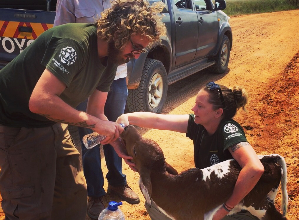 Jack giving water to a cow while working with the Humane Society