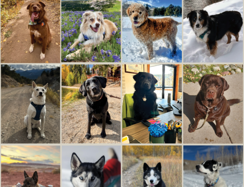It’s the People Who Make BOEC Special:  Meet the Dogs of BOEC